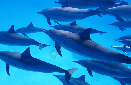 海豚海洋摄影海底海洋生物图示博客ph世界旅行者红海旅游笔记本公羊生活日记背景