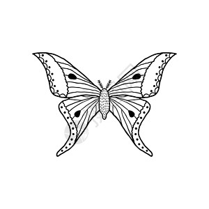 涂鸦风格的蝴蝶鳞翅目情调害虫标识白色昆虫荒野黑色异国翅膀背景图片