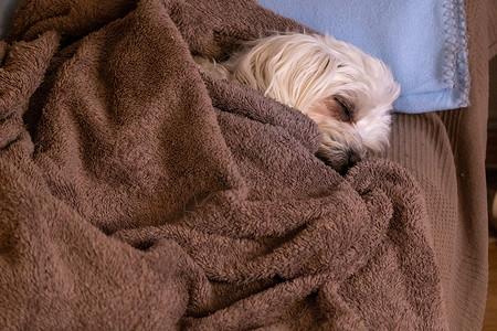 沉睡狗被棕色毯子覆盖着的比川麦芽沉睡背景