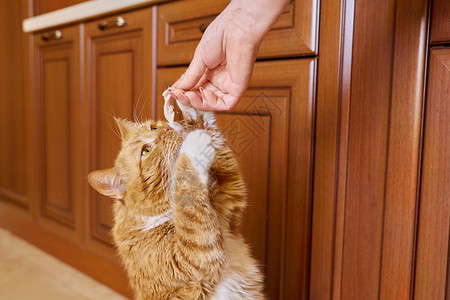 猫手人手健康迷人的高清图片