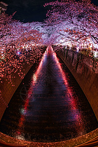 巨江夜樱花盛开满天花花园夜景樱花情感照明旅游花瓣植物文化历史背景图片