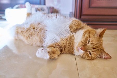 说谎猫睡在后面的老小丑姜猫 宠物躺在地板上在家里毛皮稻草哺乳动物睡眠虎斑小憩小猫猫科动物爪子橙子背景