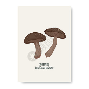 棕色林蚁白纸上隔绝的矢量什叶竹蘑菇 手画卡片 设计模板 剪贴板插画