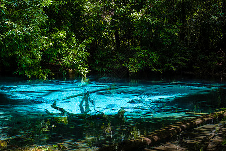 池杉湖泰国Krabi红树林泰国Krabi树林 绿化湖和蓝泳池丛林雨林环境蓝池远足淡水池塘闲暇红树水池背景