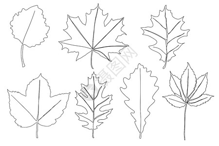 一组连续素材一组用连续线绘制的秋叶 单线风格图标矢量图解设计中的秋叶植物框架技术太阳艺术商业学校边界季节橙子插画