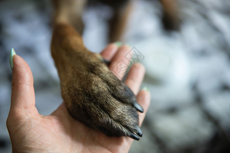 狗掌手握着比利时牧羊犬麦地诺的爪掌背景