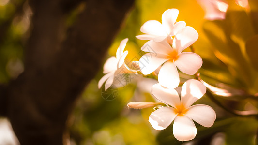 梅拉维利亚花的巴厘岛高清图片