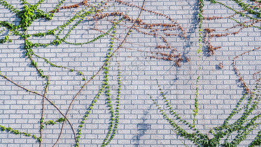 白色背景的长春藤攀爬墙壁 绿色常春藤 从上面挂起的克里珀墙爬树植物建筑学花园衬套建筑藤蔓叶子绿色植物框架爬行者生长背景