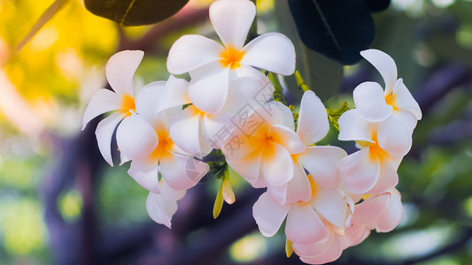 梅拉维利亚夏威夷漂亮的高清图片