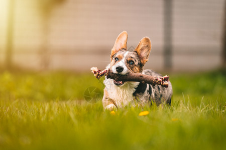 在阳光明媚的一天 带着粘着玩具在野外为狗跑到草地上的快乐可吉狗跑来跑去背景图片