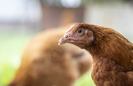 德肯鸡院子里的一只小红鸡正在找食物吃 农业产业 养殖鸡 自然界中一只红鸡的特写镜头 自由放养农场的家禽 走在院子里背景