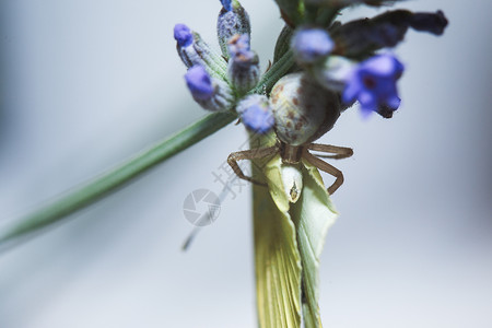 螫蟹百合螃蟹蜘蛛在吃白卷心菜蝴蝶捕食者白色动物帐篷植物学死亡花园鸢尾花美丽宏观背景