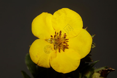 黄花花收紧植物背景 大体型 高品质的画像 青春家族的胸膜和ceceae墙海报药品衬套五指植物群季节叶子花朵黄色黄花苔原背景图片