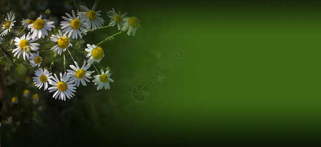 阳光下闪耀的雏菊 在模糊的草地背景上太阳草本植物衬套花瓣植物场地野花季节花园荒野背景图片