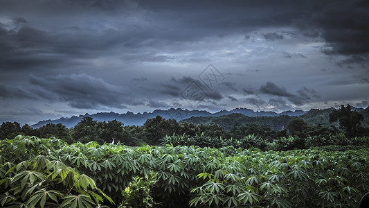 带有树木和山林 丛林概念的圆周式横横向全景热带雨林背景图片