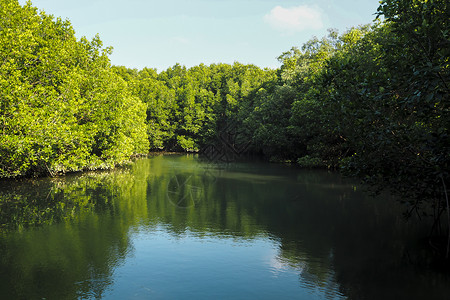 皮桑基红树林树反射在湖水或带蓝斯基的河流的水面上背景