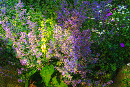 六月盛开的美丽花朵 美丽的紫色猫薄荷花园在阴凉处 阳光从这里那里窥视 花园里的紫色猫薄荷植物都在开花背景图片