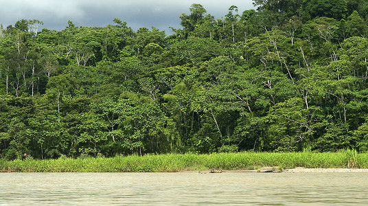 黑鱼河热带雨林厄瓜多尔亚马逊热带雨林背景