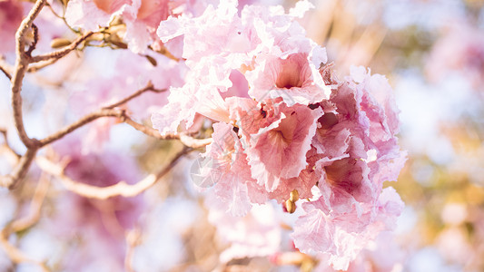 紧贴的粉红色花朵 婚礼或情人节背景 爱情概念 软模糊焦点 在塞皮亚年华糊里宏观季节樱花生日植物群礼物香气花瓣天空植物学背景图片
