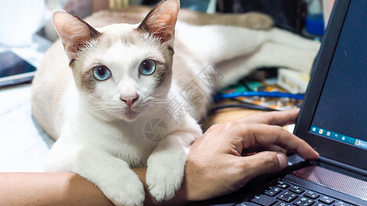 会指挥的猫猫在家中用电脑笔记本电脑工作时 会亲切Covid 19口罩洗手液猫咪教育过敏预防呼吸面具在线药品背景
