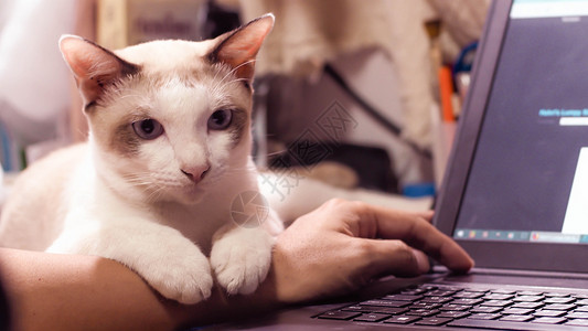 会指挥的猫猫在家中用电脑笔记本电脑工作时 会亲切Covid 19在线药品黑猫面具消毒洗手液女性口罩预防猫咪背景