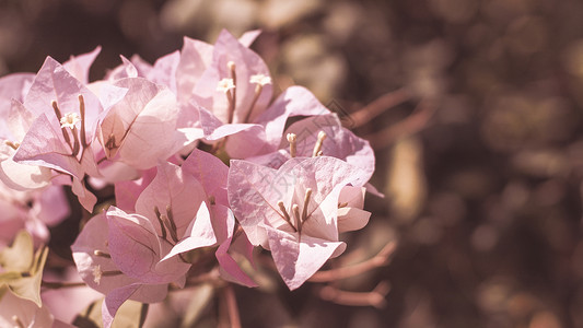 粉红色花藤 西班牙的花朵和园艺风格墙纸阳光植物群花卉植物花瓣热带花园生长壁纸背景图片