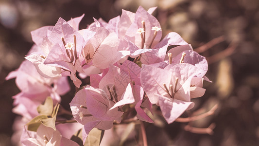 粉红色花藤 西班牙的花朵和园艺风格阳光花园粉色墙纸壁纸生长植物学花瓣宏观公园背景图片
