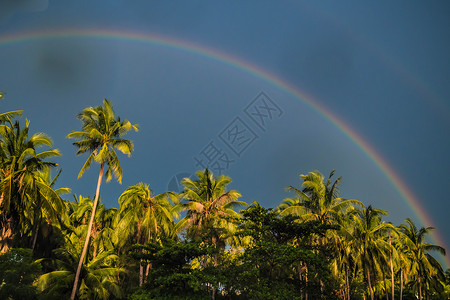 棕榈树雨过后蓝天上的彩虹(彩虹)热带高清图片