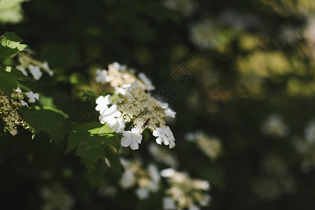 鲜花盛开的生息 装饰性灌木 自然背景白花生长季节叶子花朵花头植物学宏观香味花园背景图片