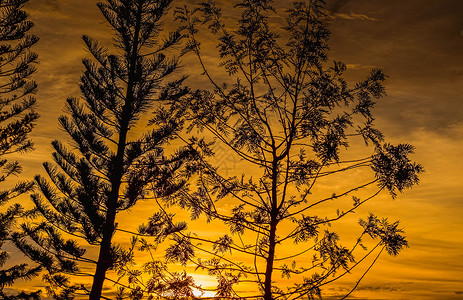 火光日落天长青的银色月光 树上的橙色天空在背景上夕阳日出植物剪影旅行太阳树木橙子松树热带图片