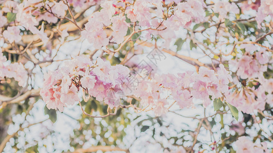 花朵中粉红花花的选择性焦点 最佳春季背景庆典花园公园花瓣墙纸季节植物叶子植物群婚礼背景图片