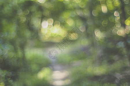 自然绿叶在模糊绿树背景和阳光下脱焦的天然绿叶隧道圆圈森林花园光束全景山毛榉风景射线墙纸木头背景图片