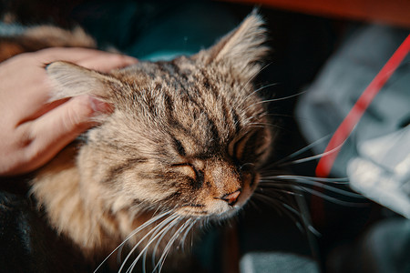 人的手在毛毛猫的耳朵后面划伤高清图片