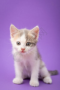 紫罗兰背景的可爱的小猫咪高清图片