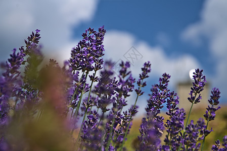 花朵中的青紫工厂寄生虫文库背景图片