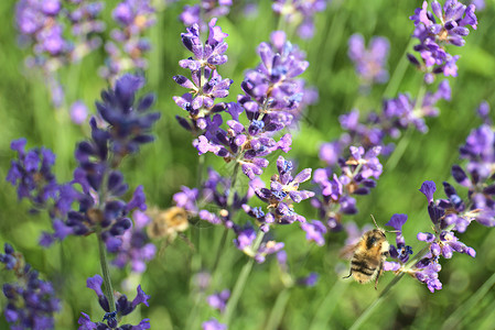 花朵中的青紫文库工厂寄生虫背景图片