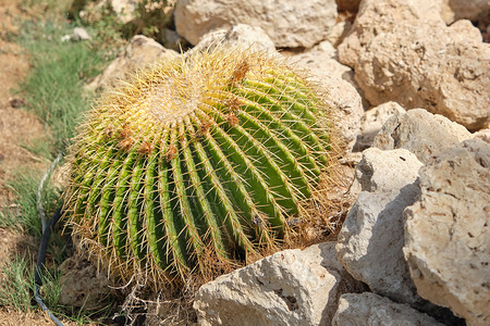 Cactus 特写宝石背景的Cactus背景图片
