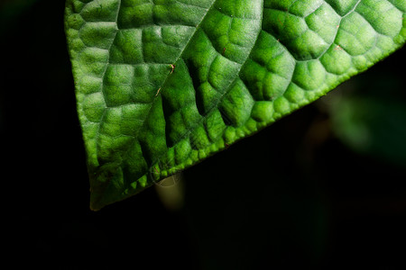 热带热带种植绿色树叶生长的热带绿叶环境墙纸环境问题植物群森林植物花园背景图片
