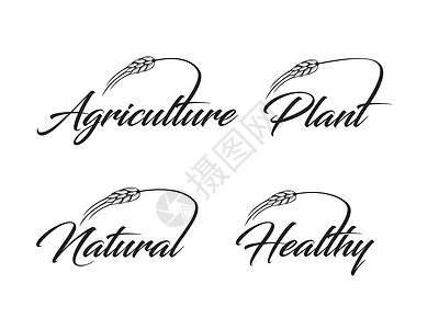 肤质农业 植物 自然和健康信号插画