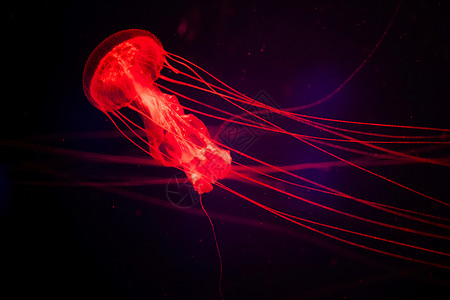 神奇水母在黑暗中水下神奇闪亮的水母 海中的红色水母 天草海蜇背景