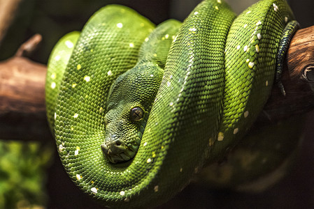 绿皮松在树枝上闭合 Python眼睛闭合毒蛇热带荒野绿色动物动物园情调异国动物群爬虫背景图片