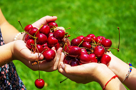 手举横幅儿童在花园收获樱桃 有选择的焦点女孩孩子们水果边界农业收成活动农场食物花园背景