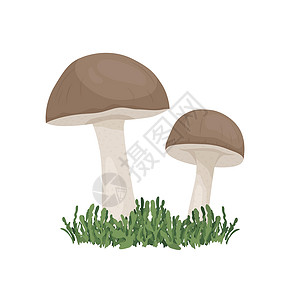 在白色隔绝的传染媒介桦木蘑菇 手绘卡通桦木 牛肝菌蘑菇 设计模板 剪贴画 便士包 蘑菇情侣义者卡通片卡片插图食用菌蔬菜艺术打印森背景图片
