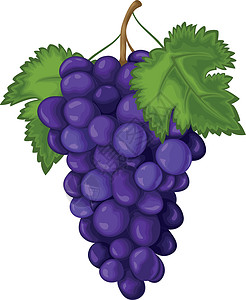秋天的一串葡萄葡萄 成熟的葡萄是蓝色的 新鲜的葡萄 在白色背景上孤立的酿酒葡萄矢量图插画