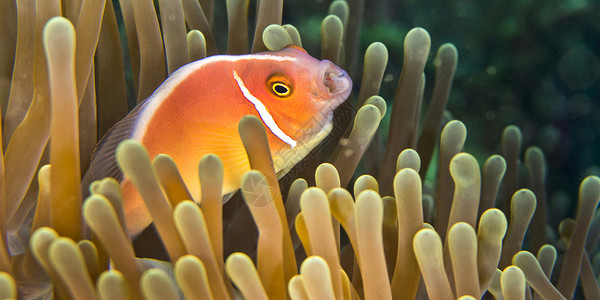 印度尼西亚北苏拉威西 粉红阿内莫尼鱼高清图片