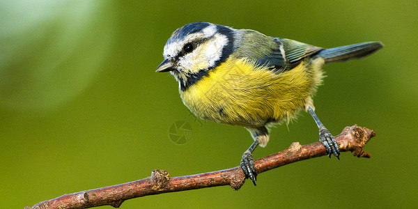 西班牙地中海森林Blue Tit生态环境野外动物主题动物行为野生动物鸟类生物学羽毛背景图片