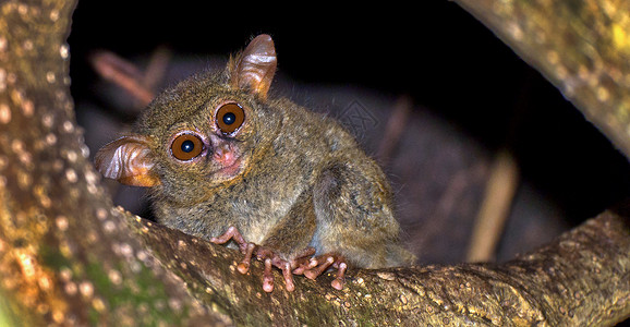 唐金保护区雨林脊椎动物高清图片