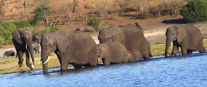 南非大象博茨瓦纳乔贝国家公园大象象牙生态旅游荒野环境保护多样性草食性濒危自然公园生物学生物背景