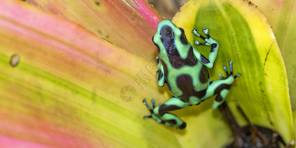 哥斯达黎加热带雨林绿色和黑毒达氏蛙组织 热带雨林保护自然保护生态旅游雨林生态历史环境自然公园野生动物生物学背景图片