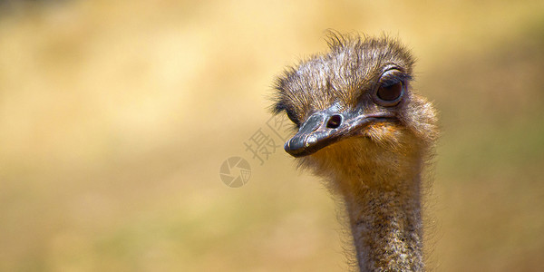 南非 普通Ostrich 野生生物保护区主题骆驼动物鸵鸟羽毛生活荒野生物学翅膀自然公园背景图片
